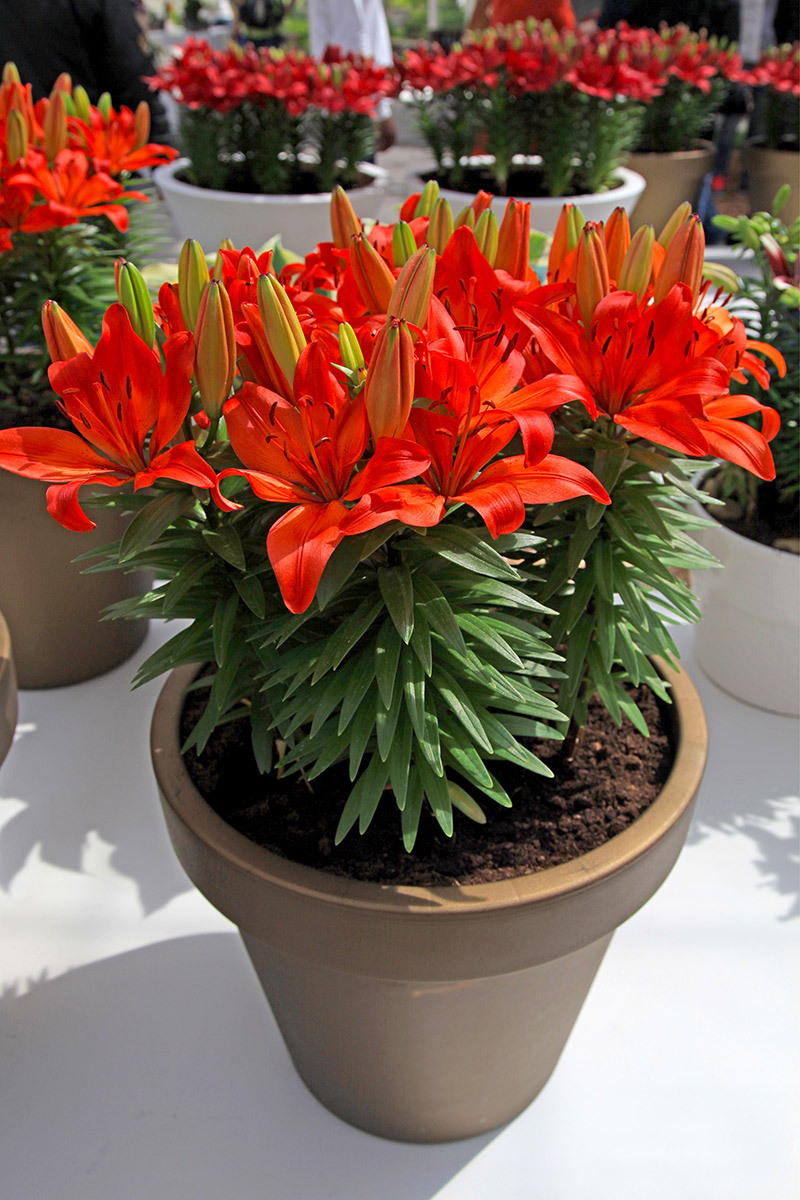 Secrets to Growing Vibrant Hydrangeas in Any Climate